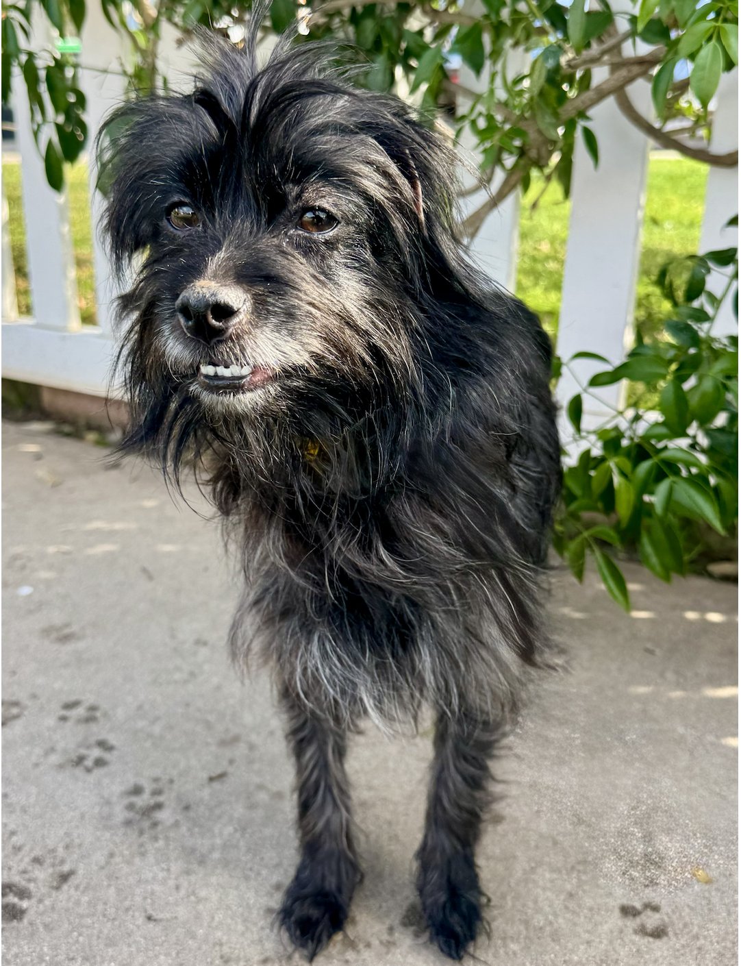 HENRIETTA - Terrier available for adoption