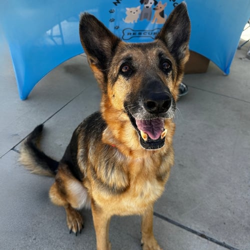 DOTTIE - German Shepherd Dog available for adoption