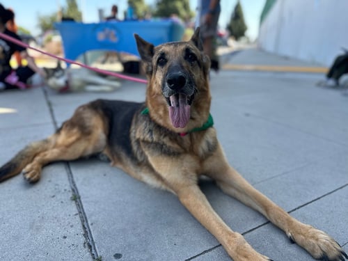 DOTTIE - German Shepherd Dog available for adoption