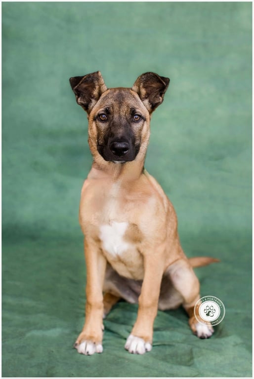 Gidget Image