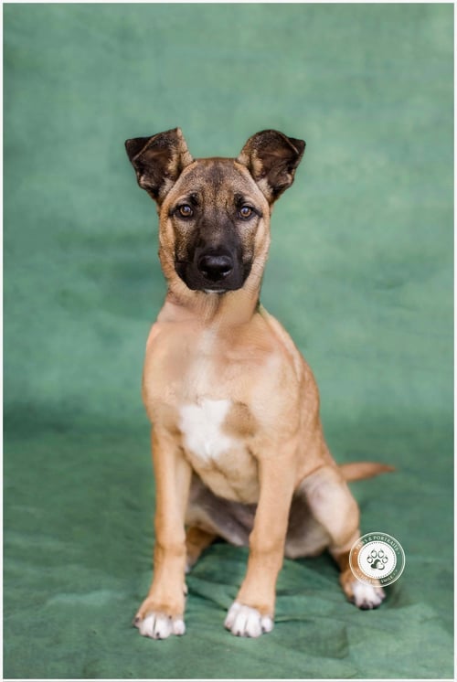 GIDGET - German Shepherd Dog / Dutch Shepherd available for adoption