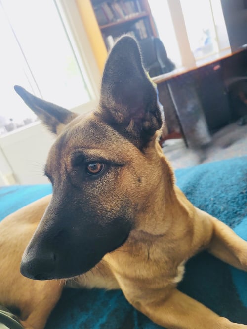 GIDGET - German Shepherd Dog / Dutch Shepherd available for adoption