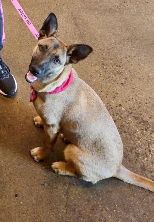 Gidget Image