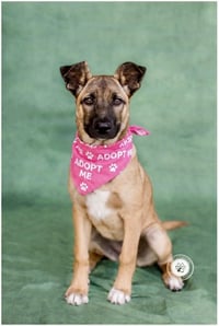 Gidget - Photo 2