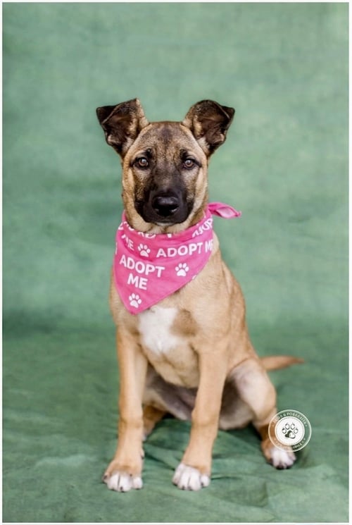 GIDGET - German Shepherd Dog / Dutch Shepherd available for adoption