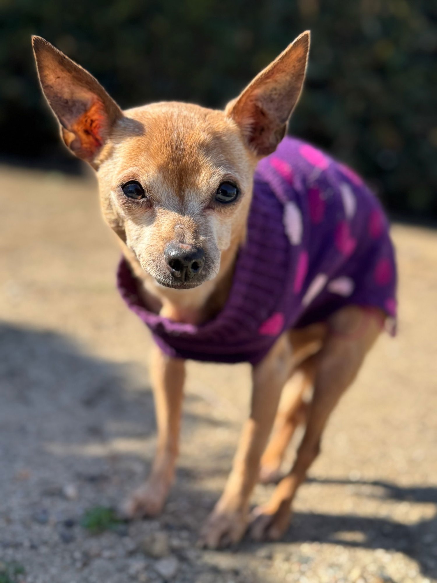 BERTHA - Chihuahua available for adoption