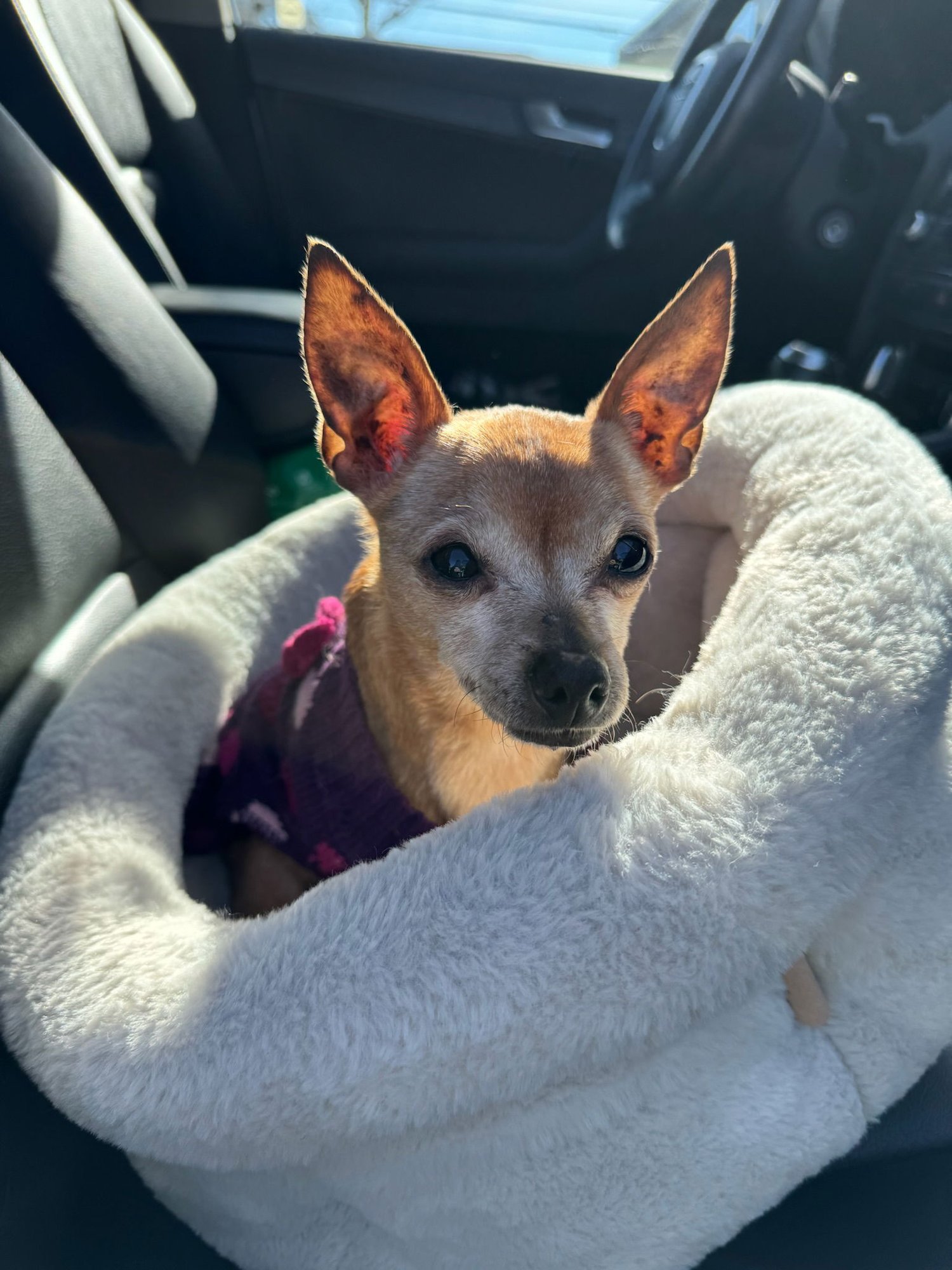 BERTHA - Chihuahua available for adoption