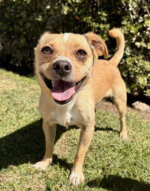 ACE HARDWARE (ACE) - Chihuahua available for adoption