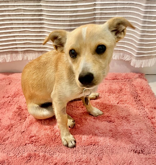 ACE HARDWARE (ACE) - Chihuahua available for adoption