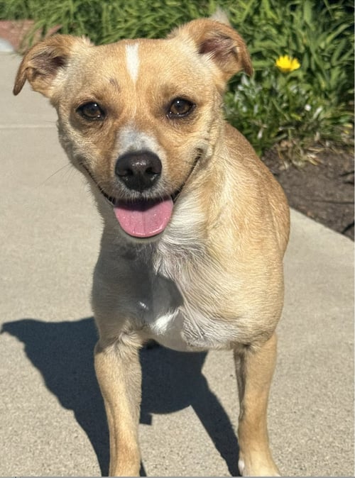 ACE HARDWARE (ACE) - Chihuahua available for adoption