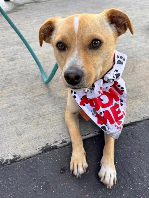ACE HARDWARE (ACE) - Chihuahua available for adoption
