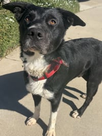 Taz Jr. *Courtesy Post* - Photo 3