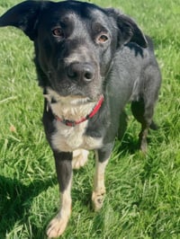 Taz Jr. *Courtesy Post* - Photo 2