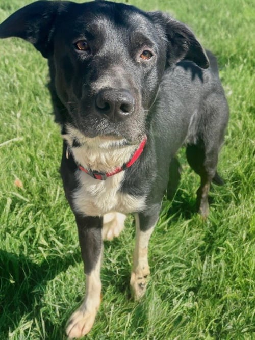TAZ JR. *COURTESY POST* - Border Collie available for adoption