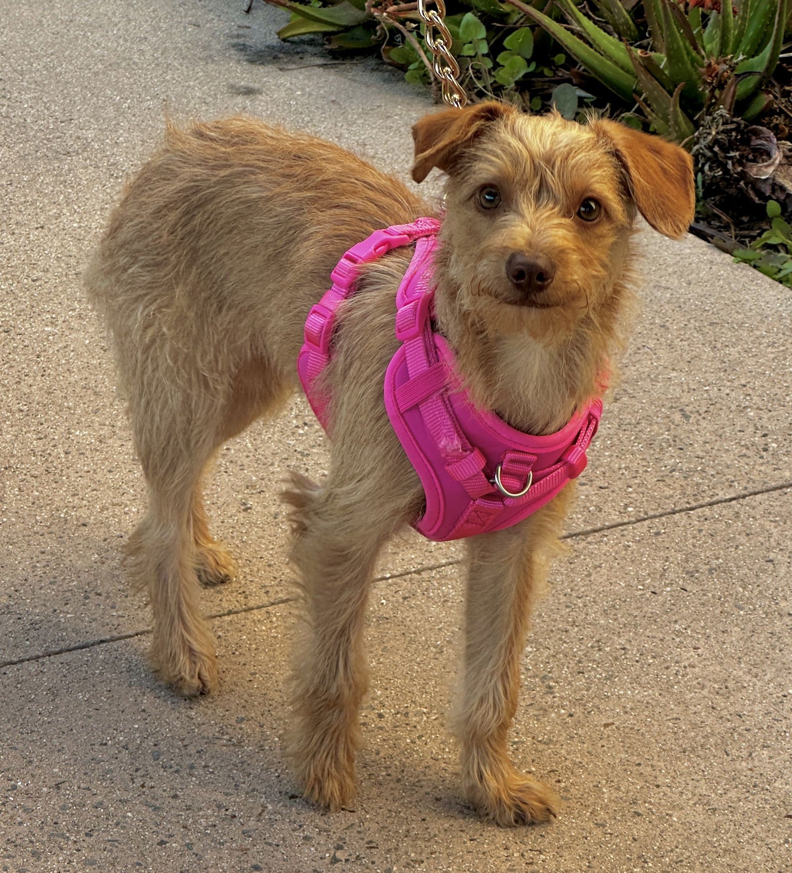 BITSY - Norfolk Terrier / Poodle (Miniature) available for adoption