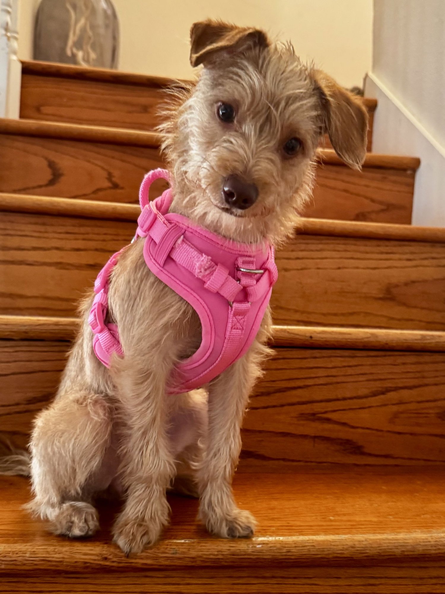 BITSY - Norfolk Terrier / Poodle (Miniature) available for adoption