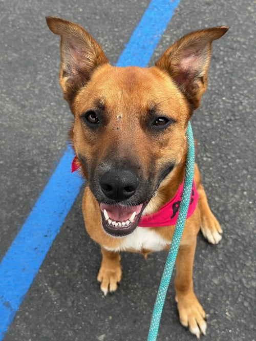 LEILANI - Shepherd / German Shepherd Dog available for adoption
