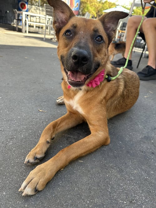 LEILANI - Shepherd / German Shepherd Dog available for adoption
