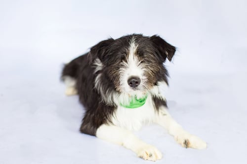 OLIVER (BLIND) - Terrier available for adoption