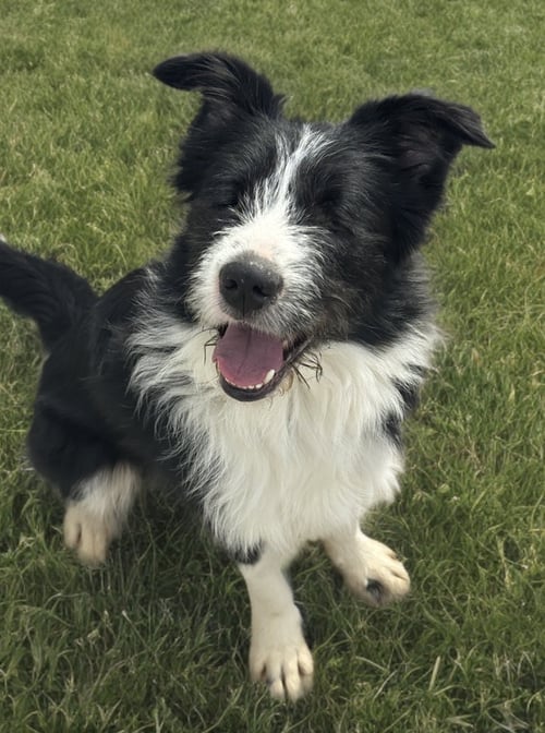 OLIVER (BLIND) - Terrier available for adoption