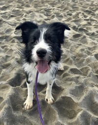 Oliver (blind) - Photo 3