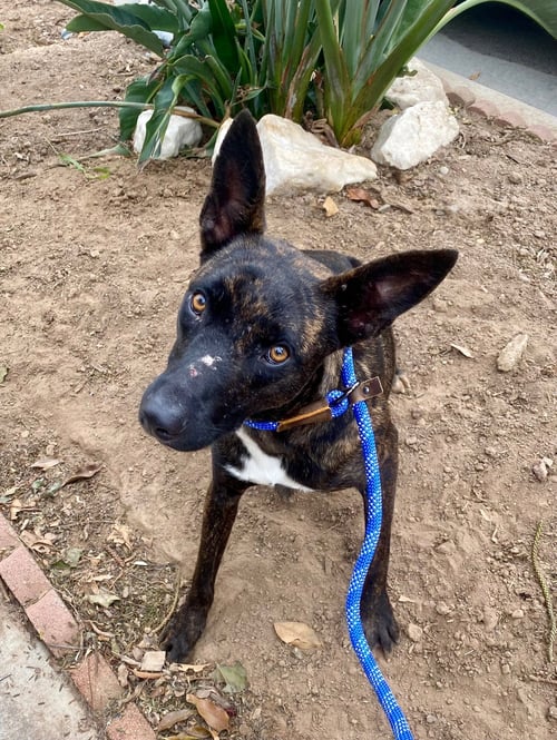 SNOOP - Belgian Shepherd Malinois / Dutch Shepherd available for adoption
