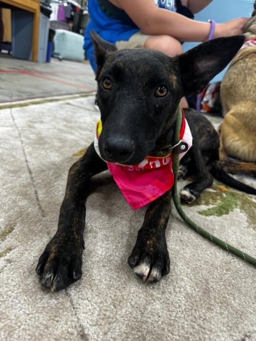 SNOOP - Belgian Shepherd Malinois / Dutch Shepherd available for adoption