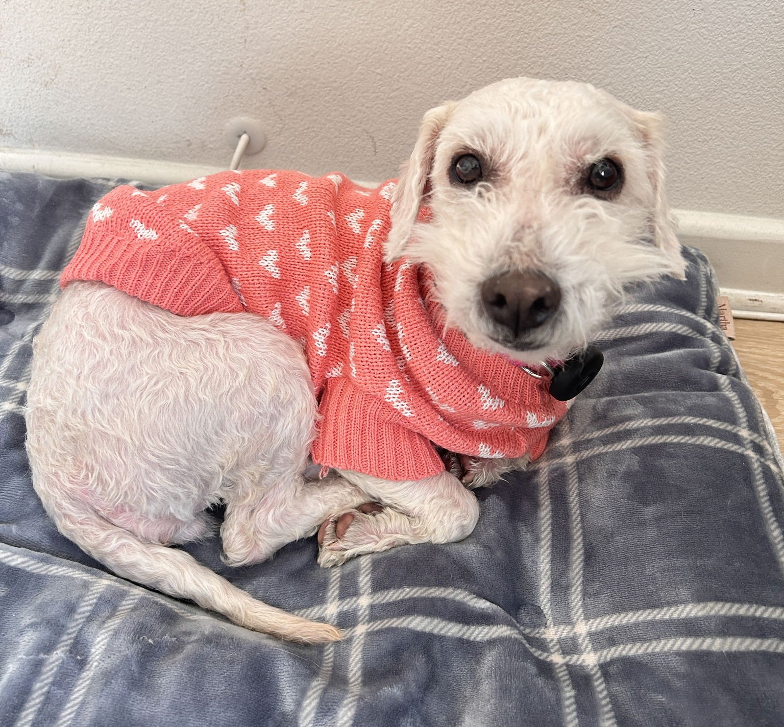 MOCHI - Poodle (Miniature) available for adoption