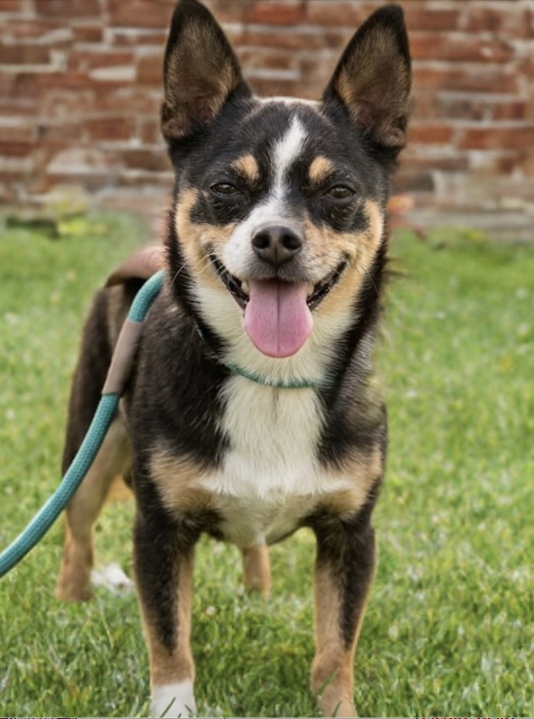 CRUISER - Chihuahua available for adoption