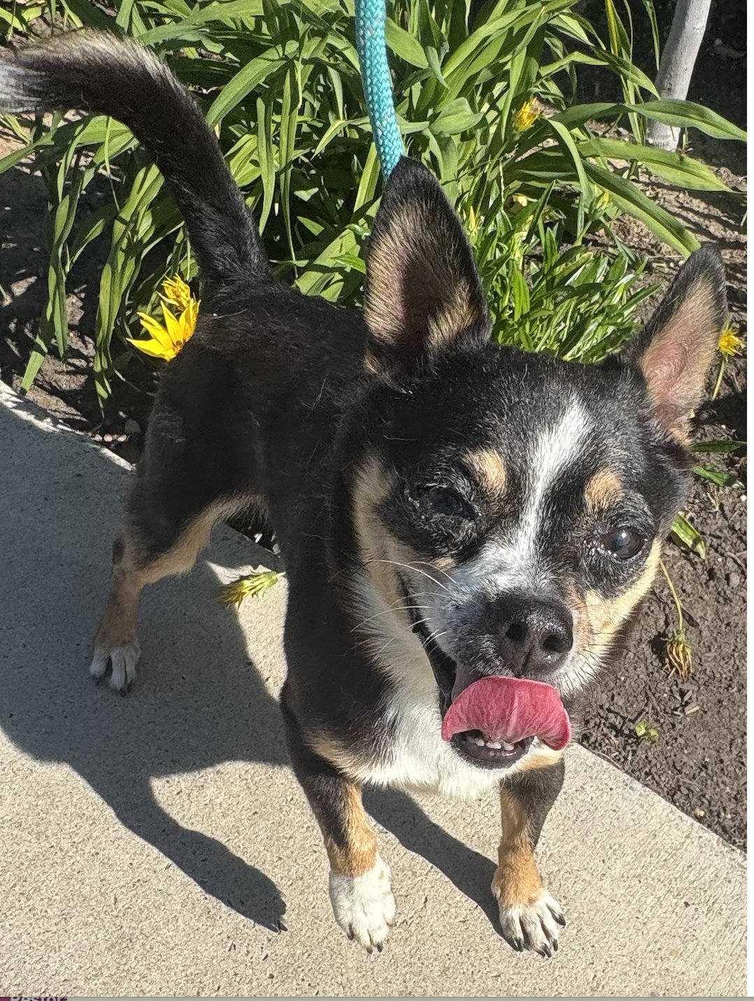 CRUISER - Chihuahua available for adoption