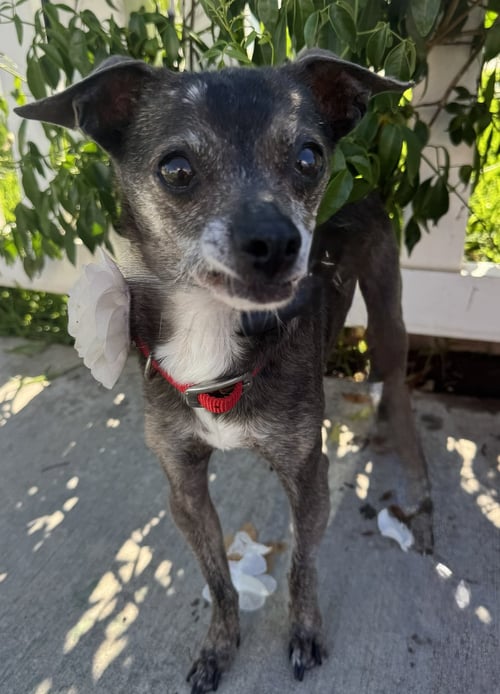 BLANCHE - Chihuahua available for adoption