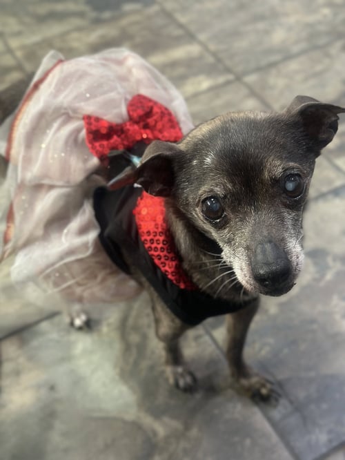 BLANCHE - Chihuahua available for adoption