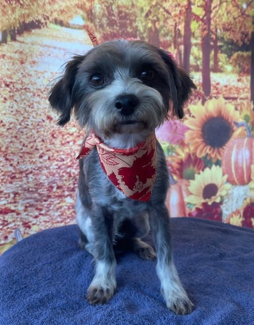 POSEY - Maltese available for adoption