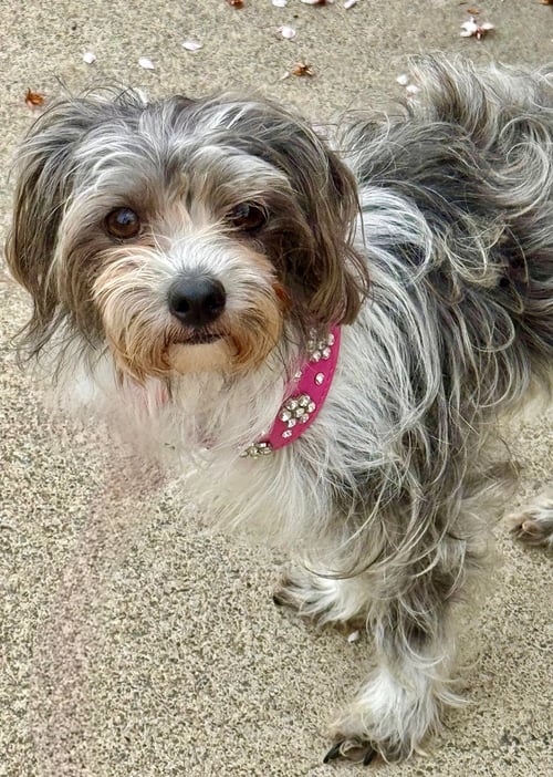 POSEY - Maltese available for adoption
