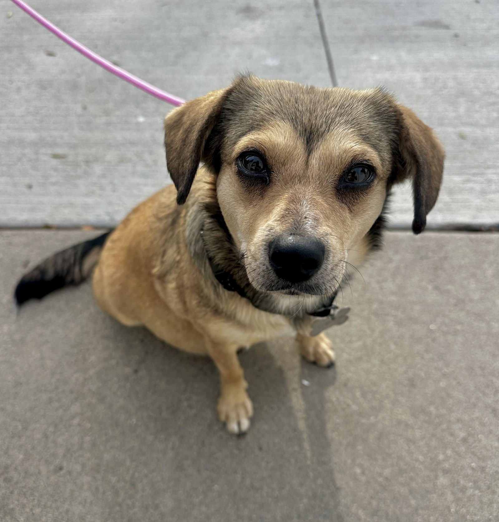 JELLO - Beagle available for adoption