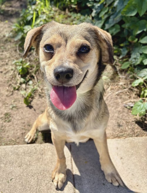 JELLO - Beagle available for adoption