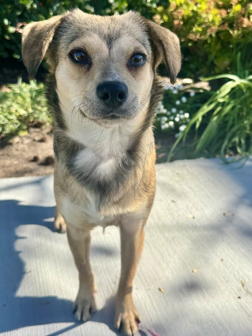 JELLO - Beagle available for adoption