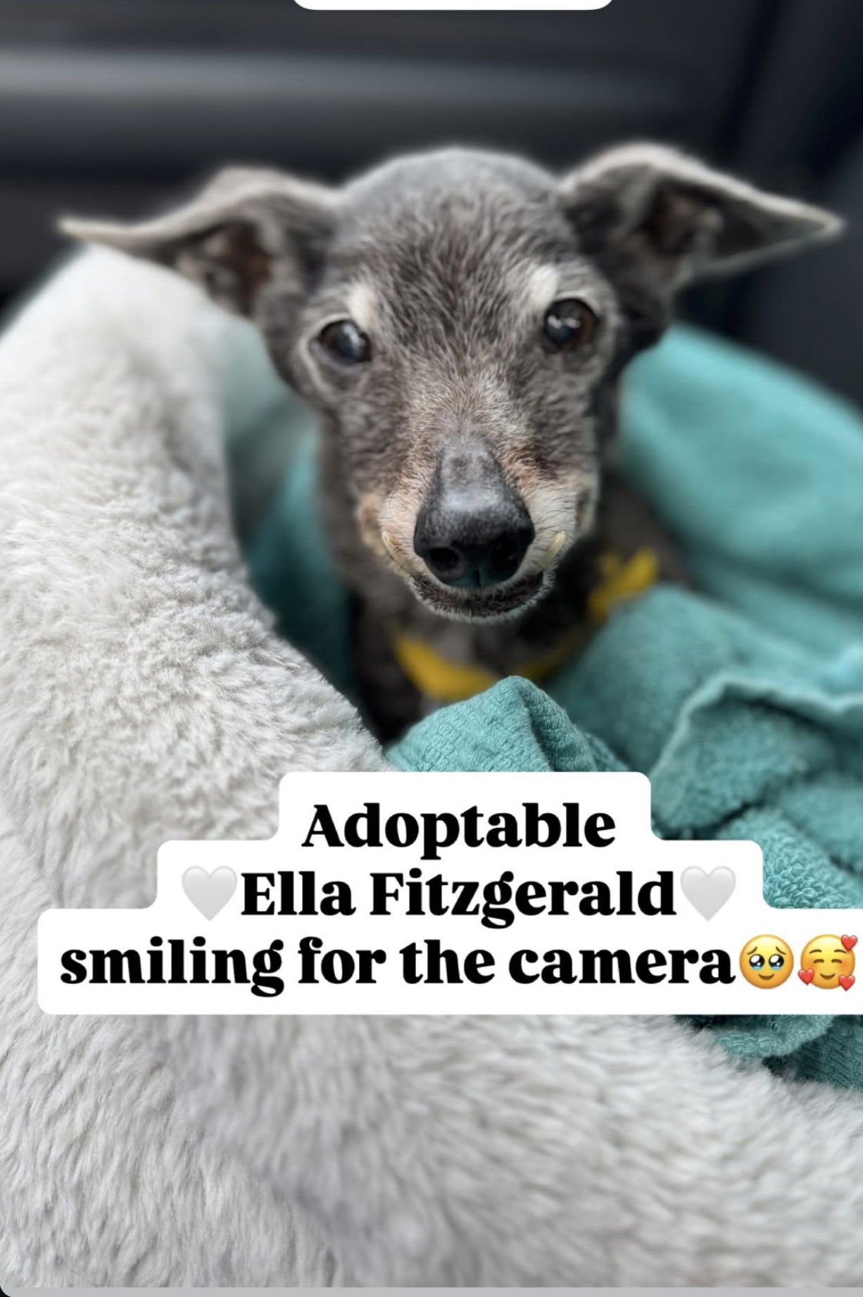 ELLA FITZGERALD - Chihuahua available for adoption