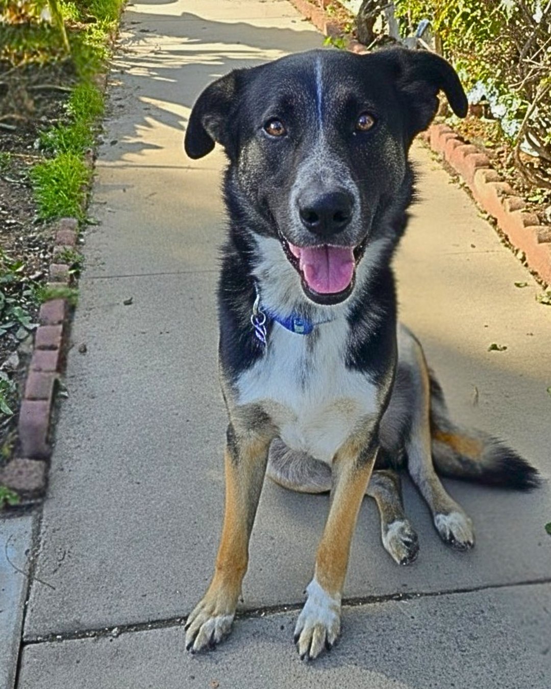 THORNTON - Australian Cattle Dog/Blue Heeler / Shepherd available for adoption
