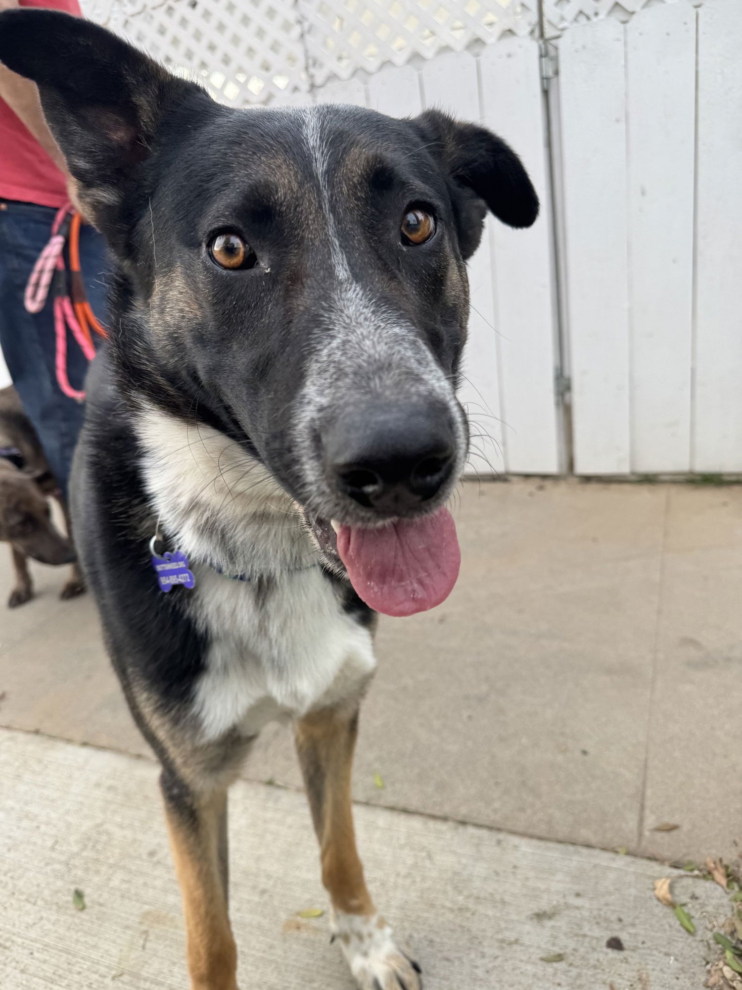 THORNTON - Australian Cattle Dog/Blue Heeler / Shepherd available for adoption