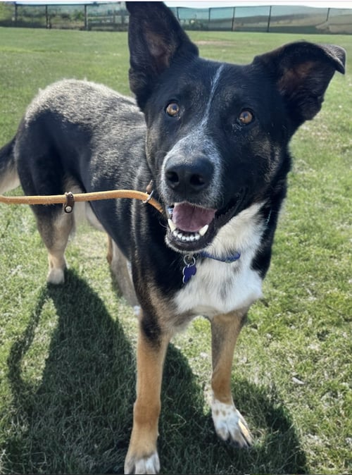 THORNTON - Australian Cattle Dog/Blue Heeler / Shepherd available for adoption