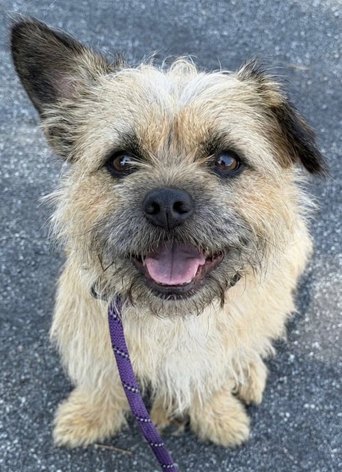 NICO - Border Terrier available for adoption