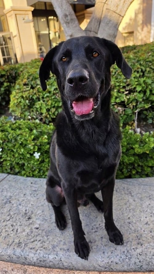 SIMON *COURTESY POST* - Labrador Retriever / Shepherd available for adoption