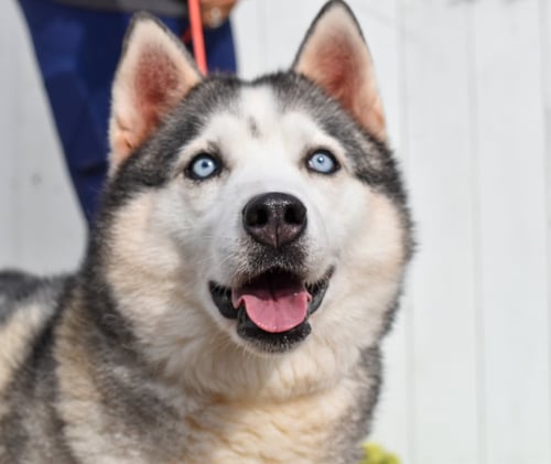 LALA *COURTESY POST* - Husky available for adoption