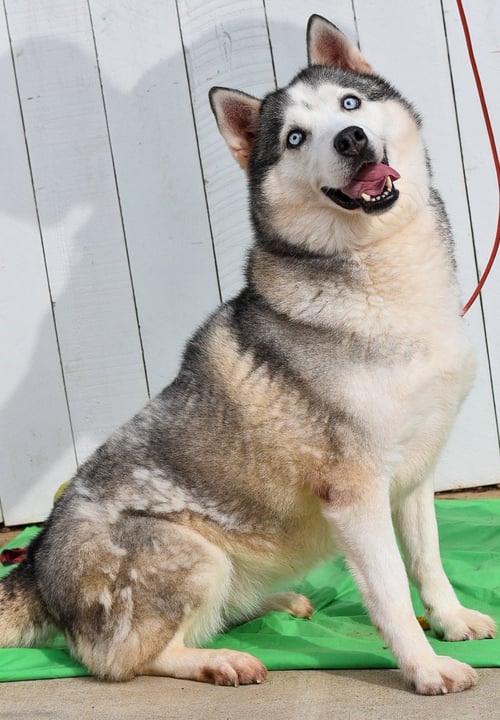 LALA *COURTESY POST* - Husky available for adoption