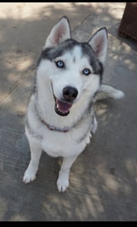 Lala *Courtesy Post* - Photo 3