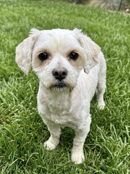 MEADOW - Havanese / Lhasa Apso available for adoption