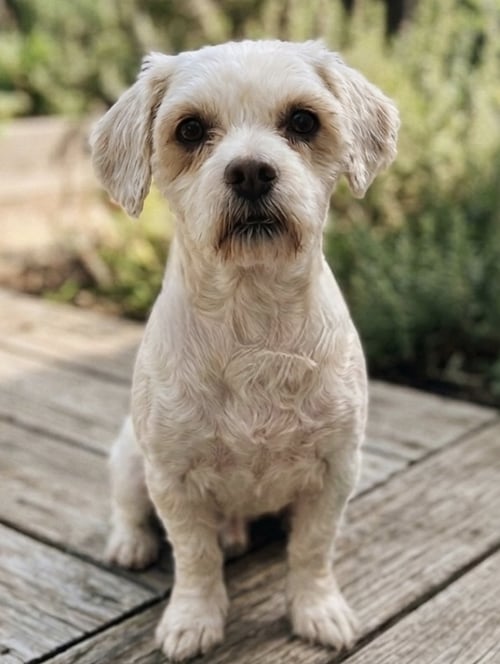 MEADOW - Havanese / Lhasa Apso available for adoption