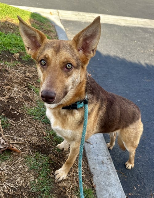 SAVANNAH - Australian Kelpie available for adoption