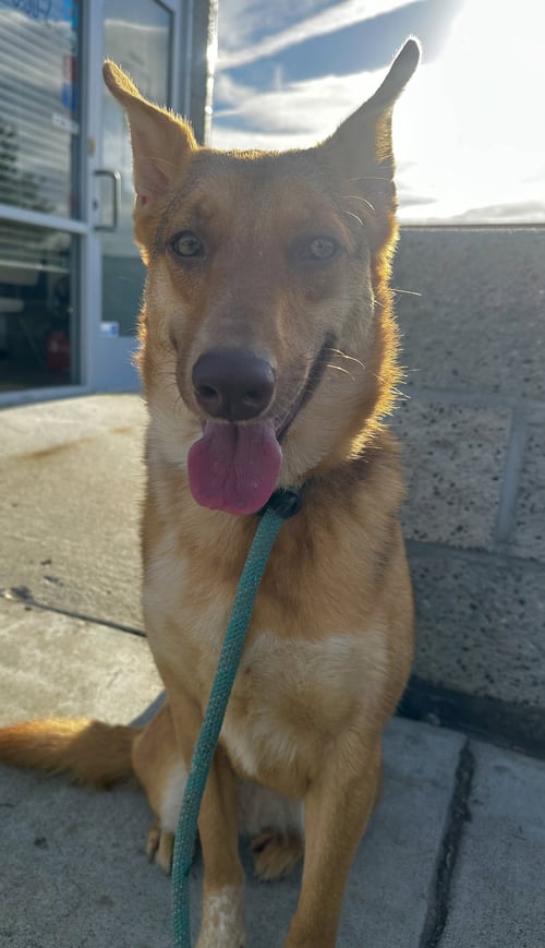SAVANNAH - Australian Kelpie available for adoption